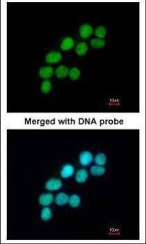 Anti-DNA ligase III (C-term) Antibody