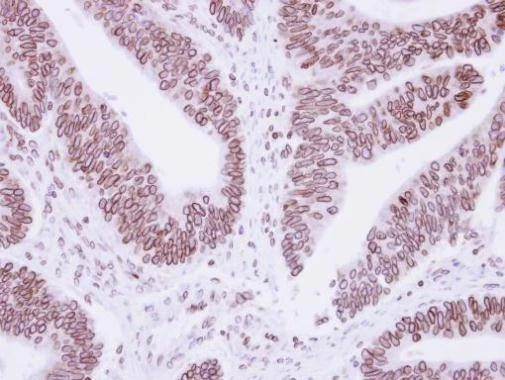 Anti-Lamin B1 Antibody