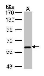 Anti-UAP1 Antibody