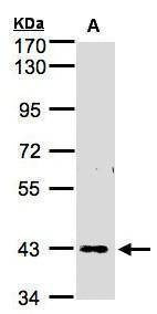 Anti-ZNF211 (internal) Antibody