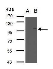 Anti-FAN (internal) Antibody