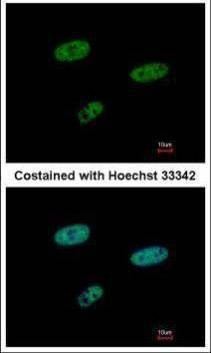 Anti-SAMHD1 (internal) Antibody