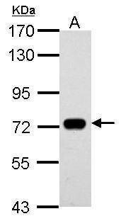 Anti-SAMHD1 (internal) Antibody