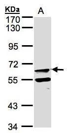 Anti-FPGT (internal) Antibody
