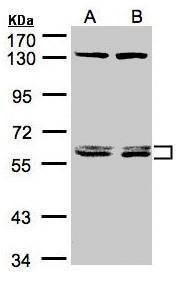 Anti-DNAJC7 Antibody