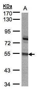 Anti-ZNF165 Antibody