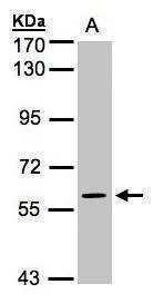 Anti-MAPK4 Antibody
