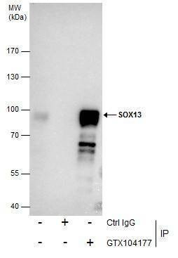 Anti-SOX13 Antibody