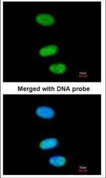 Anti-SOX13 Antibody