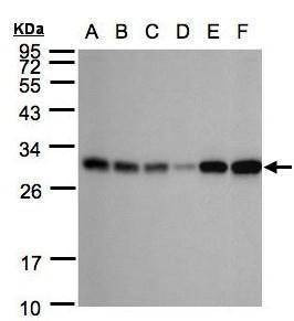 Anti-Adenylate kinase 3 Antibody
