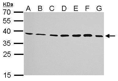 Anti-JAM-B Antibody