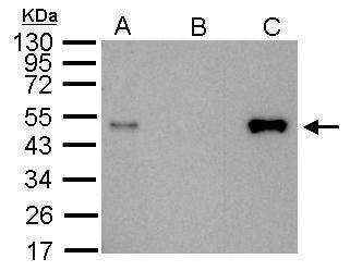 Anti-LDB1 Antibody