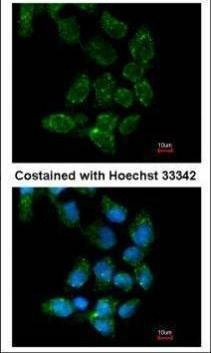 Anti-USP15 (C-term) Antibody