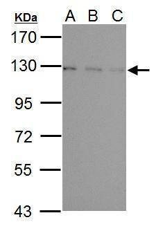 Anti-USP15 (C-term) Antibody
