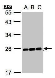 Anti-MAD2L1 (C-term) Antibody