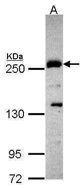 Anti-Plexin D1 (C-term) Antibody