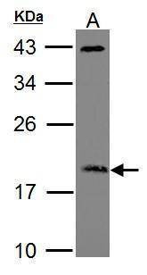Anti-ARF3 Antibody