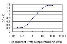 Anti-USF1 Antibody