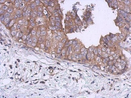 Anti-UKHC (C-term) Antibody