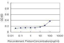 Anti-USF2 Antibody