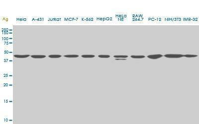 Anti-USF2 Antibody