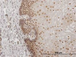 Anti-USF2 Antibody