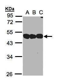 Anti-NSFL1C Antibody
