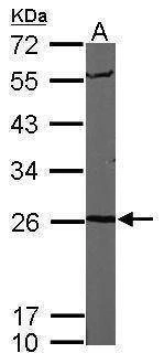 Anti-Proteasome 20S alpha 6 Antibody