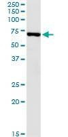 Anti-USH1C Antibody