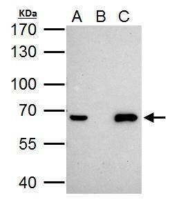 Anti-NR0B1 Antibody