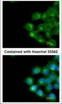 Anti-Scramblase1 Antibody
