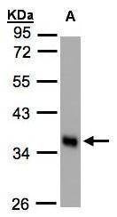 Anti-Scramblase1 Antibody