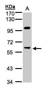 Anti-PPP1R16A Antibody