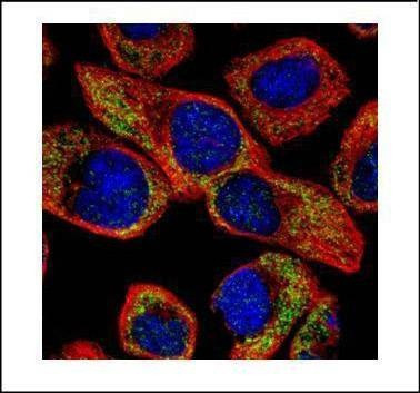 Anti-NCS1 Antibody