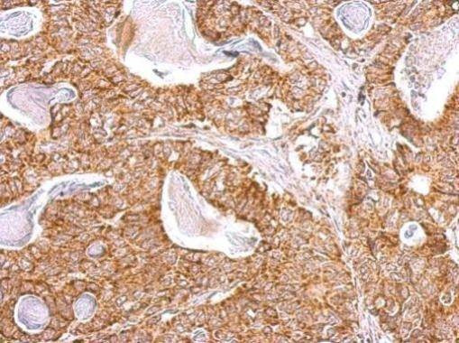 Anti-NDUFB9 Antibody