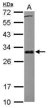Anti-Bcl-X Antibody