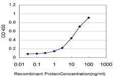 Anti-USP3 Antibody