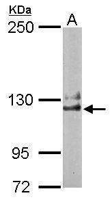 Anti-NCKAP1 (internal) Antibody