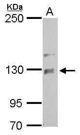 Anti-NCKAP1 (internal) Antibody
