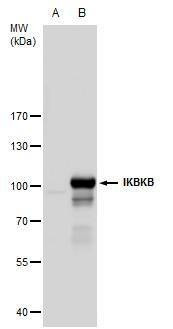 Anti-IKK beta Antibody