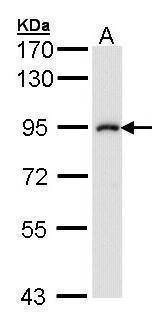 Anti-IKK beta Antibody
