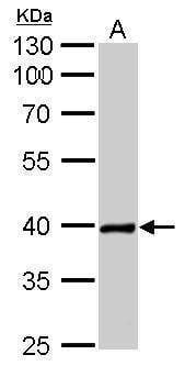 Anti-Nkx2.5 Antibody