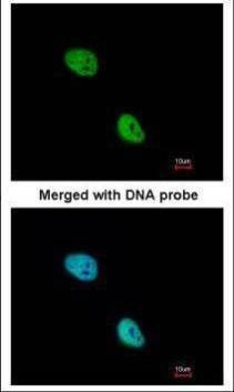 Anti-Nkx2.5 Antibody