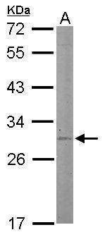 Anti-STAR Antibody