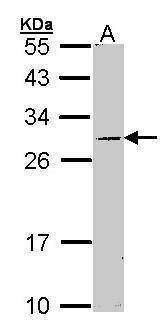 Anti-STAR Antibody