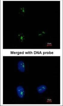 Anti-KRR1 Antibody