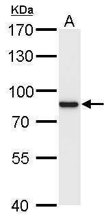 Anti-RSK1 Antibody