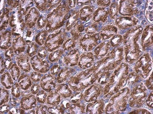 Anti-MDH2 Antibody