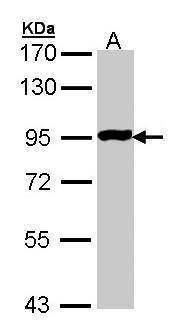 Anti-GPR114 Antibody