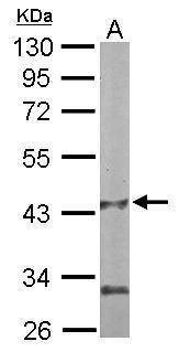 Anti-PANK1 Antibody